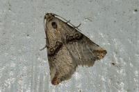 Zebeeba falsalis