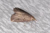 Schrankia costaestrigalis