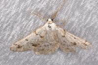 Dyscia fagaria albidaria