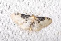 Idaea filicata