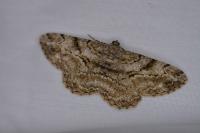 Peribatodes rhomboidaria rhomboidaria