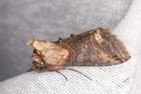 Abrostola triplasia