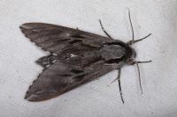 Hyloicus pinastri/maurorum