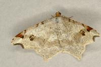 Macaria alternata