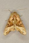 Phlogophora meticulosa