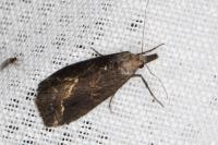 Schrankia costaestrigalis
