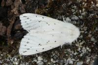 Spilosoma lubricipeda