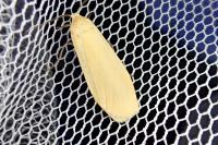 Wittia sororcula