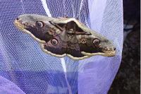 Saturnia pyri