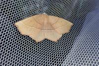 Gerinia honoraria