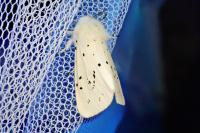 Spilosoma lubricipeda