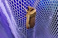 Ochropleura leucogaster