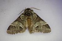 Drymonia dodonaea