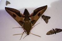 Hyles euphorbiae