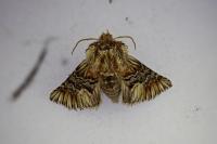 Amephana anarrhini