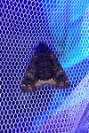 Catephia alchymista
