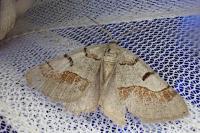 Itame vincularia