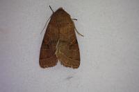 Orthosia cerasi