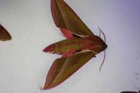 Deilephila elpenor
