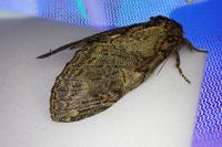 Peridea anceps