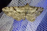 Peribatodes rhomboidaria rhomboidaria