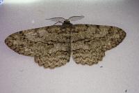 Hypomecis punctinalis