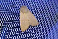 Mythimna sicula