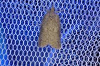 Nycteola columbana