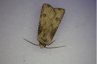 Agrotis puta