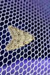 Nola cicatricalis