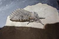 Cerura vinula