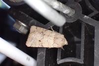 Spudaea ruticilla