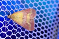 Pyrausta virginalis