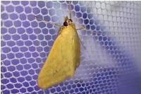 Sitochroa verticalis