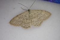 Scopula marginepunctata
