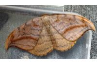 Drepana curvatula