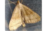 Herminia tarsicrinalis