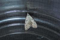 Nola confusalis