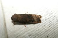 Agrotis ipsilon