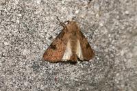 Agrotis puta