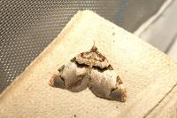 Anticlea derivata