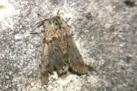 Cerura vinula