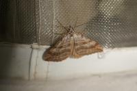 Aplocera efformata/plagiata
