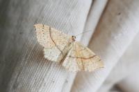Cyclophora punctaria