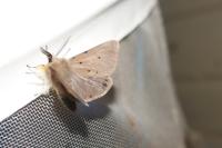 Diaphora mendica