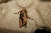 Egira conspicillaris