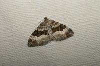 Epirrhoe alternata
