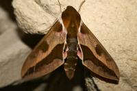 Hyles euphorbiae