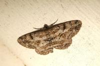 Peribatodes rhomboidaria rhomboidaria