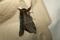 Notodonta dromedarius